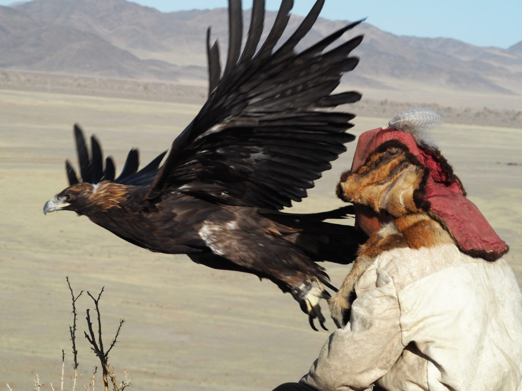 Eagle hunter wypuszczający swojego orła.