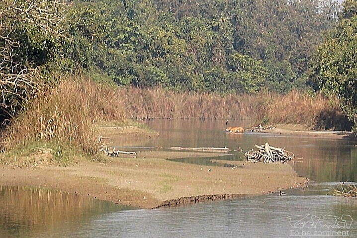 Obserwacja tygrysów w Bardia National Park jest niesamowitą atrakcją podróży po Azji.