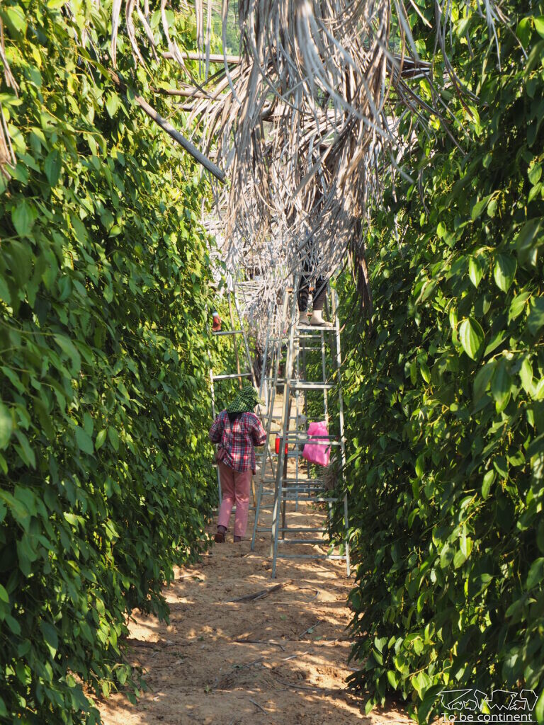 Plantacja pieprzu w okolicy Kampot.